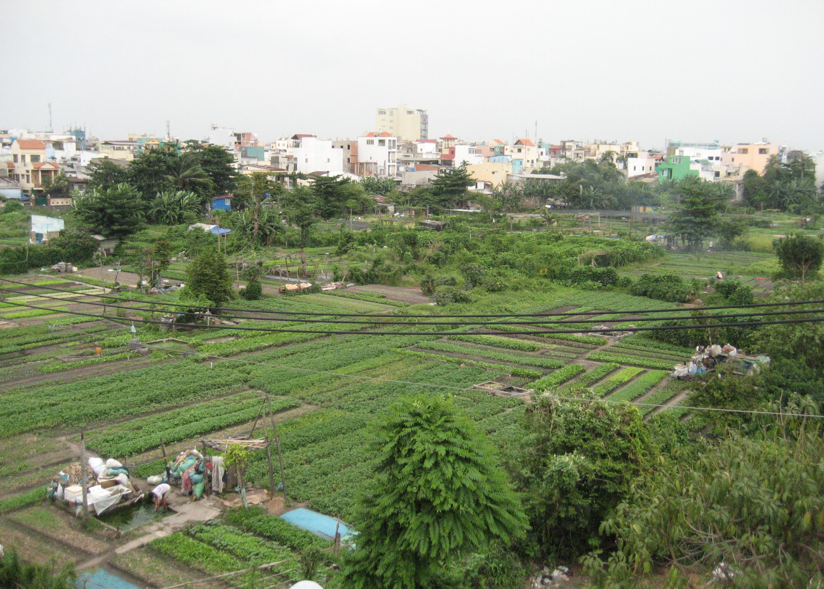 Vườn rau Lộc Hưng quận Tân Bình